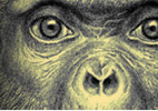 ape ape